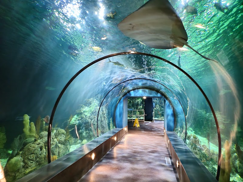 Aquarium At Moody Gardens