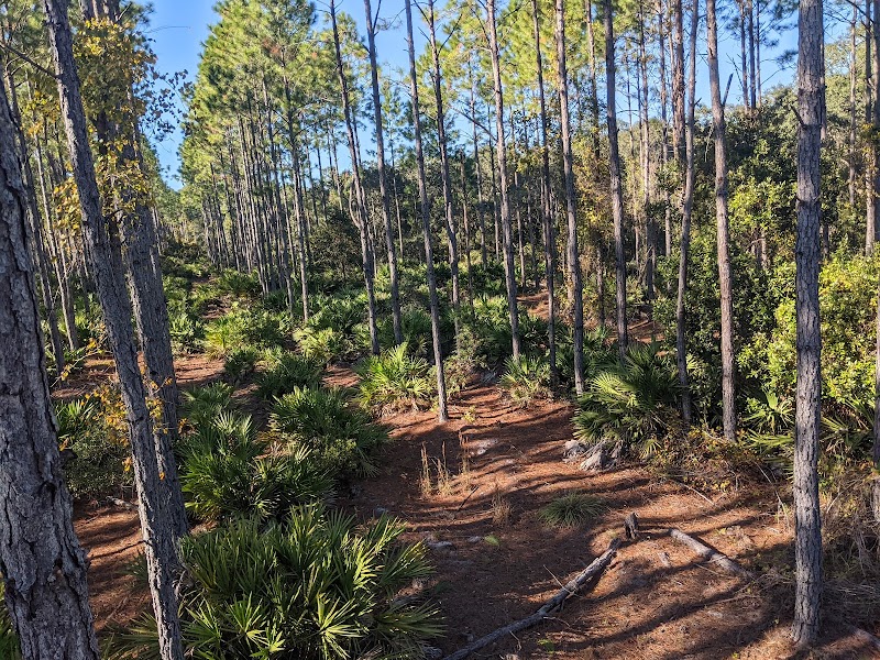 Matanzas State Forest