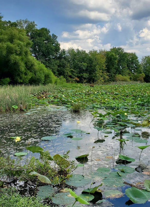“Water Lilies Viewing Area”