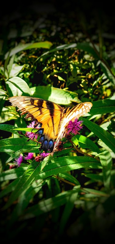 East Bay Observation Deck
