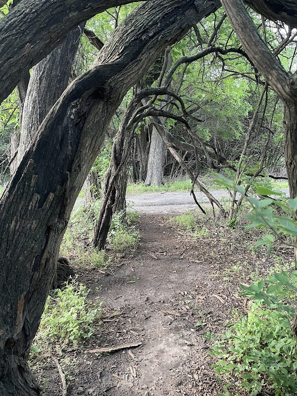 Lesser tree tunnel