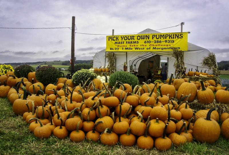 Mast Farms' Corn Maze, LLC
