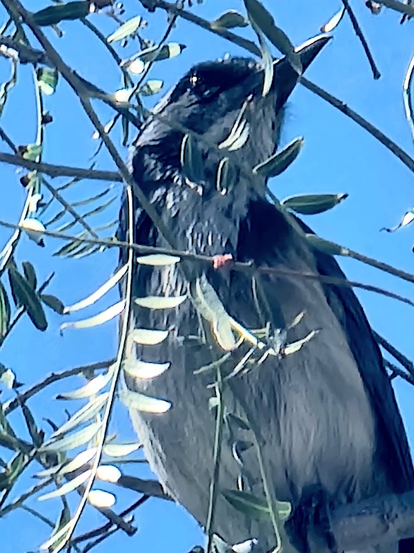 The Upperie of Aguanga