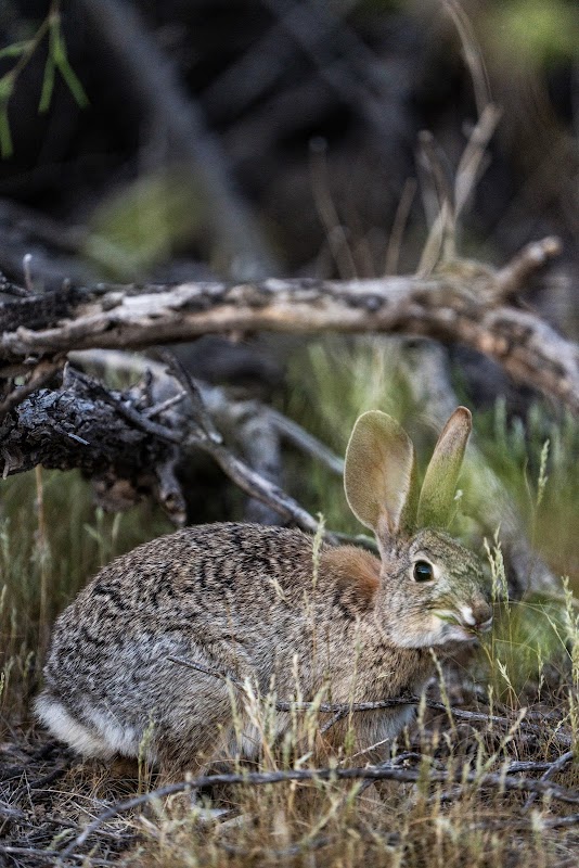 Powers Butte Wildlife Area