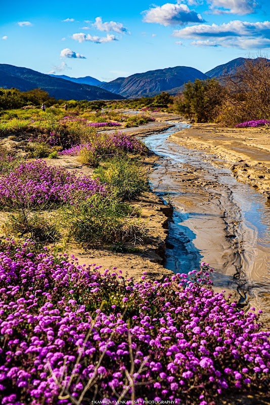 Coyote Canyon Wildflower Viewing Area - Anza-Borrego Desert State Park