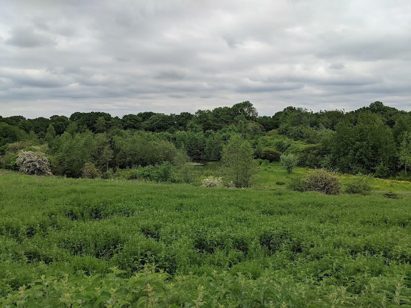 Borrow Pit Meadows
