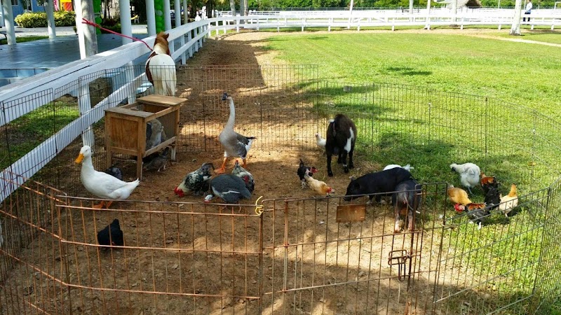 Ponies & Petting Zoo of Miami. LLC