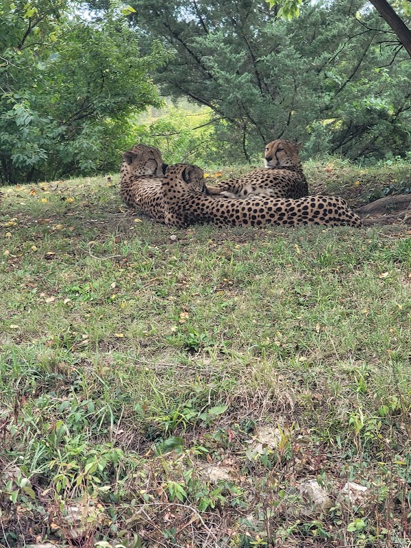 Baboon and Painted Dog