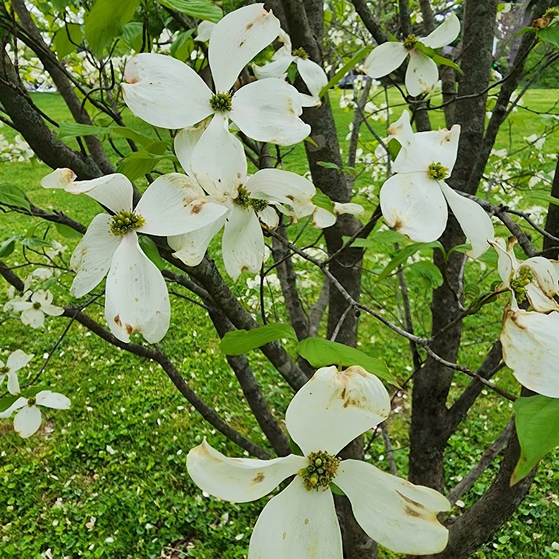 Clay's Spring Park