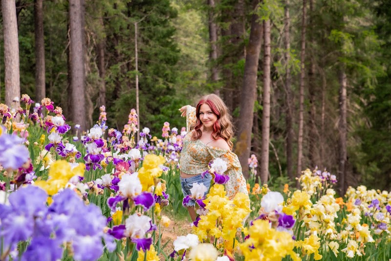 Waterfall Portraits Iris Garden