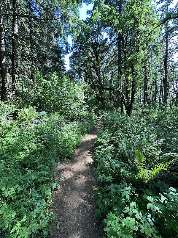 Skyline Trail