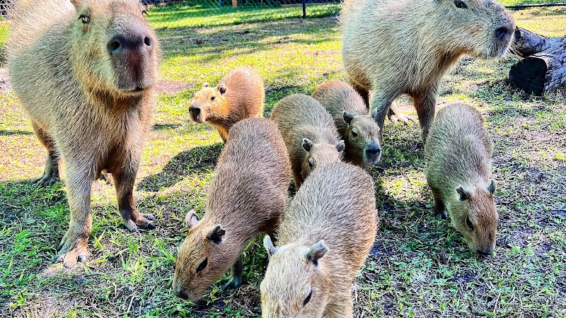 Amazing Animals Inc