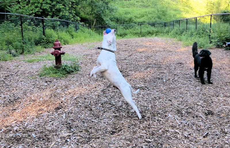 Yorktown Community Dog Park