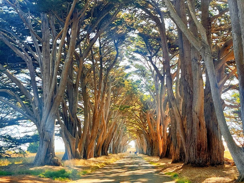 Cypress Tree Tunnel
