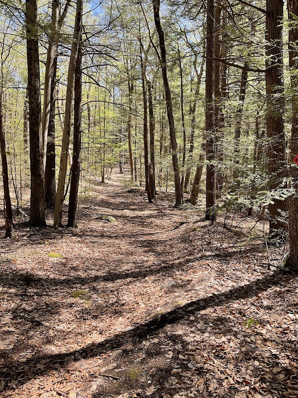 Acorn Town Forest Parking