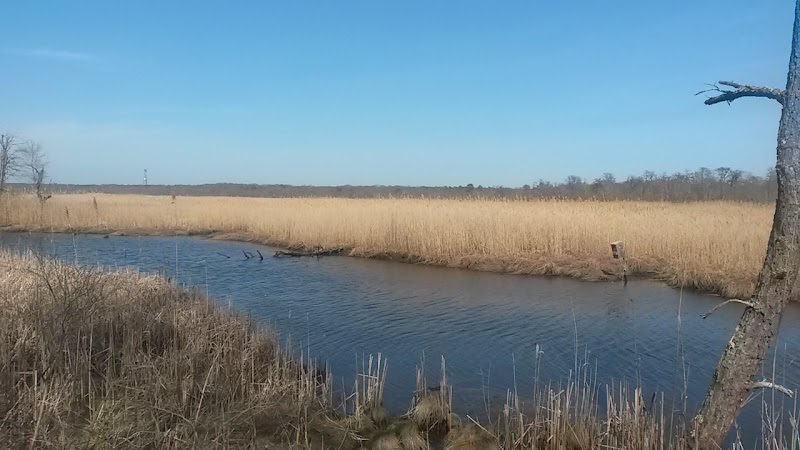 Wertheim National Wildlife Refuge Marsh Overlook #1