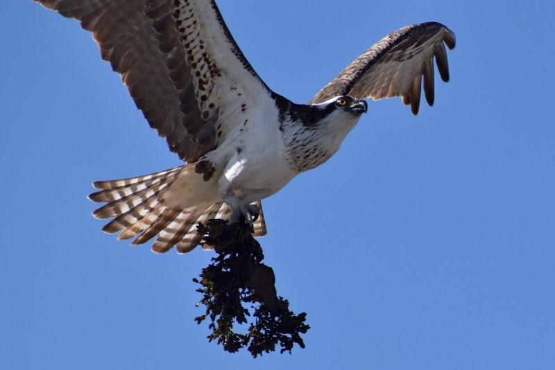 Osprey Nesting Box