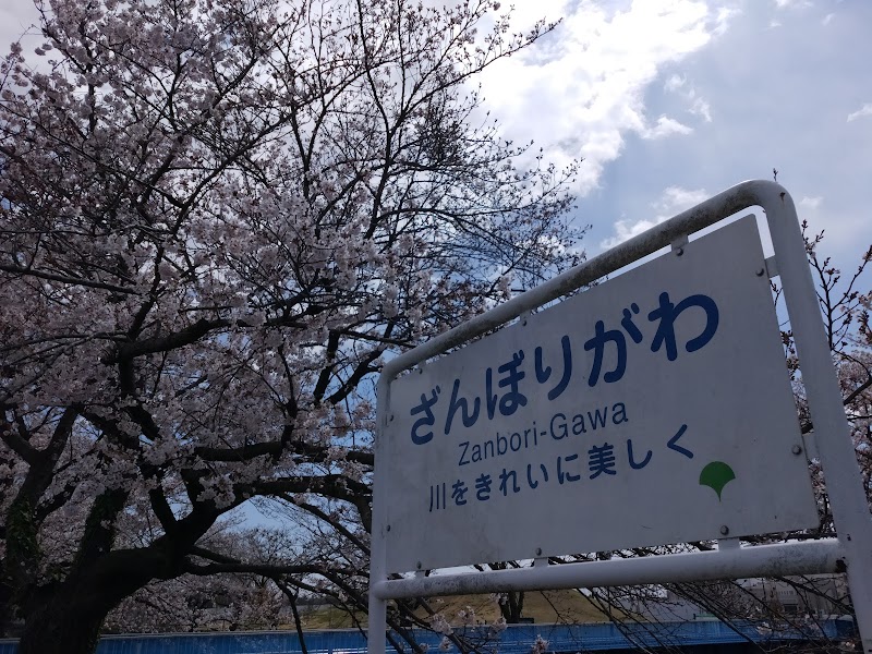Cherry Blossom Promenade on Zambori River