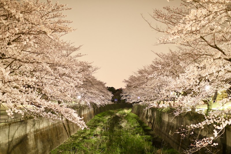 Cherry Blossom Promenade on Zambori River