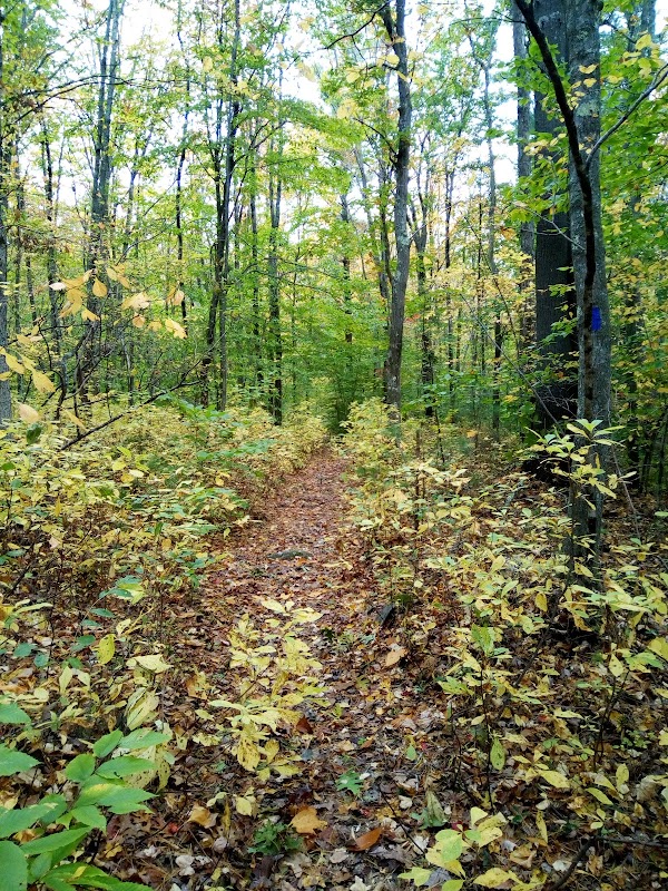 Rehoboth State Forest