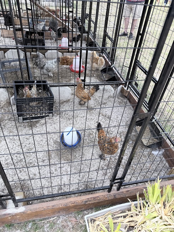 Country Critters FL
