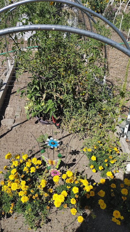 Wrightwood Community Garden