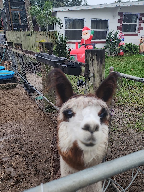 Noah's Landing Petting Zoo & Pony Rides