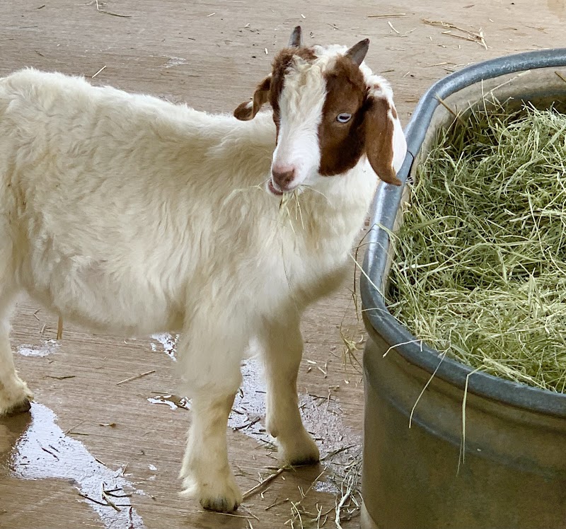 The Petting Zoo at Traders Village S.A
