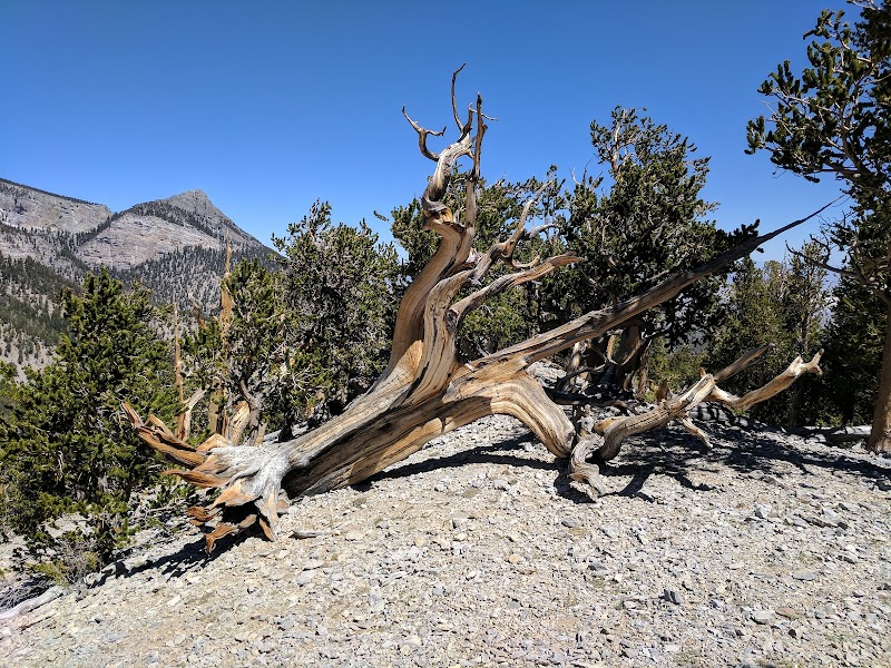 Bristlecone Peak