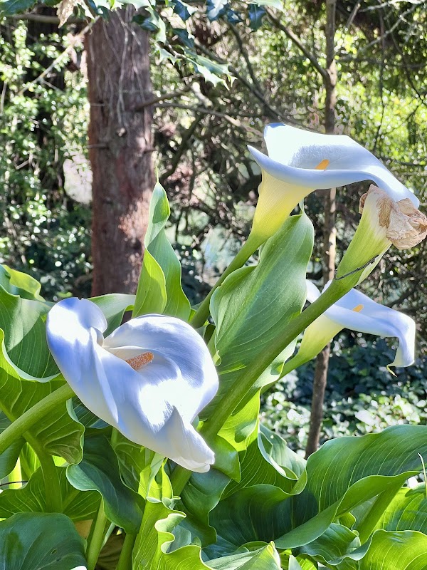 Chain of Lakes Meadow