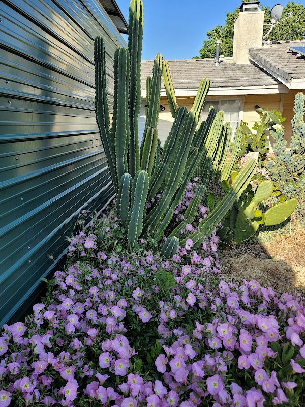 Oasis Garden