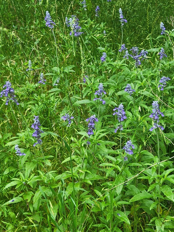 French Creek Park