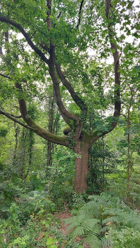 The Blessed Quintopus Tree