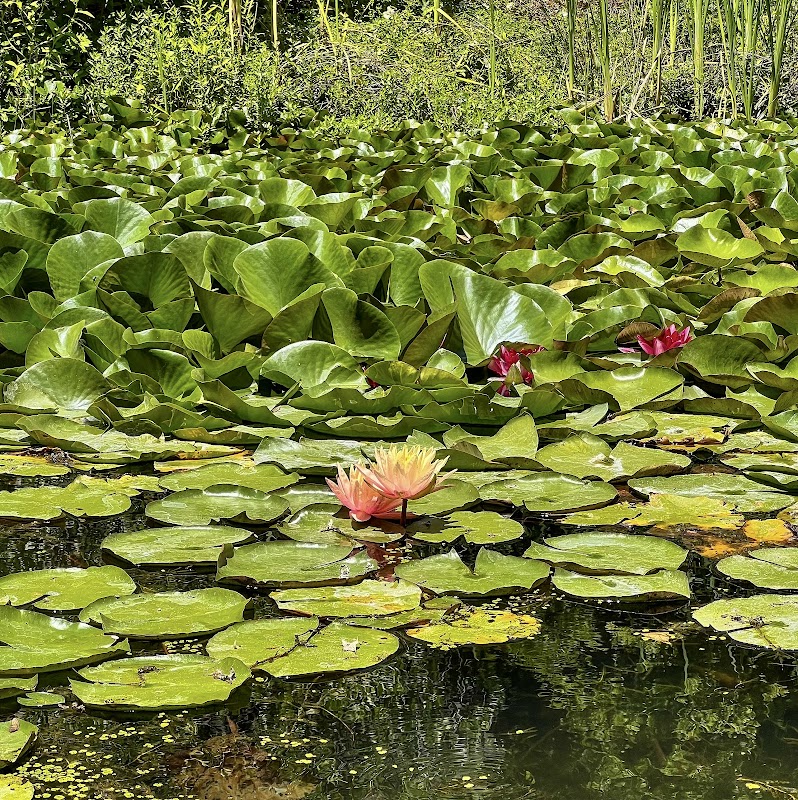 Sonoma Botanical Garden