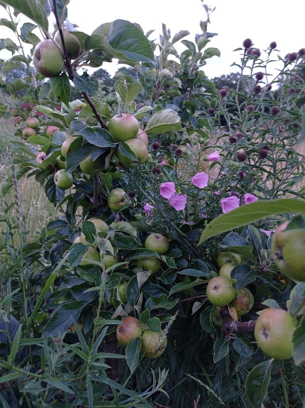 Alsager Community Orchard