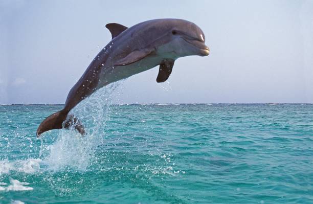 Matlacha Dolphin Tours