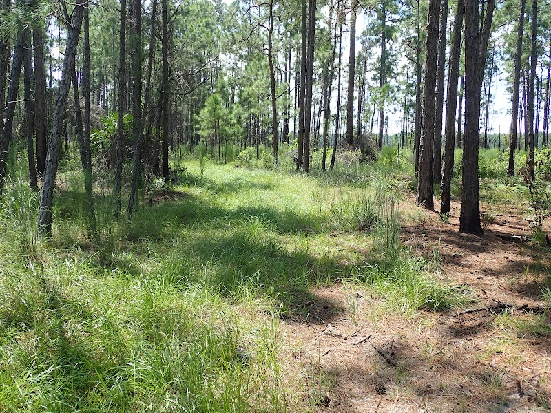 Isle of Pine Preserve Green Trail Trailhead