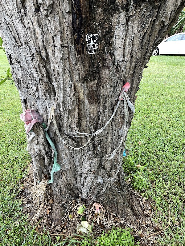 Randy “Macho Man” Savage Memorial Tree