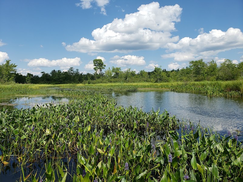 Great Meadow Stream
