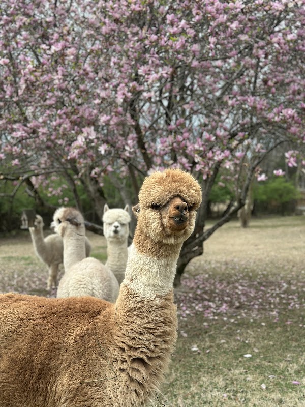 ChewPaca Alpaca Farm