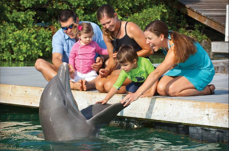 Dolphin Connection