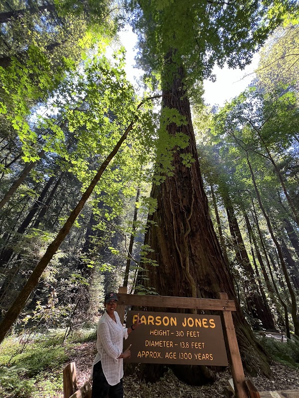 Parson Jones Tree