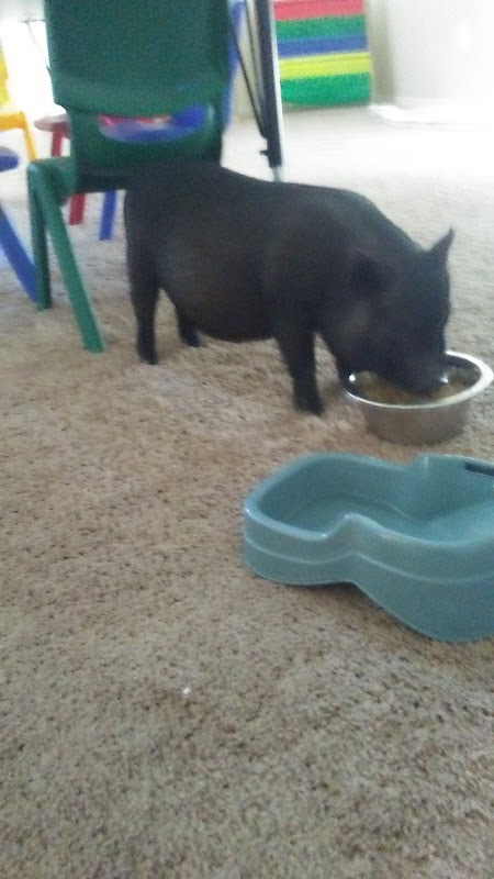 Santa Rosa Wash Levee