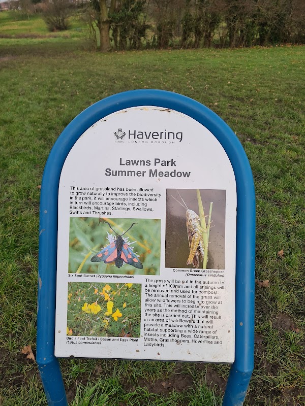 Lawns Park Summer Meadow