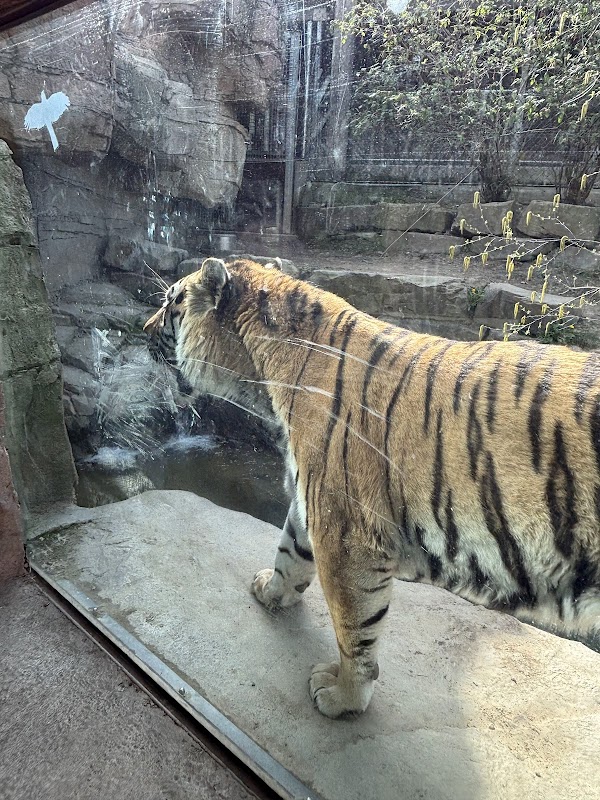 Rosebrough Tiger Passage