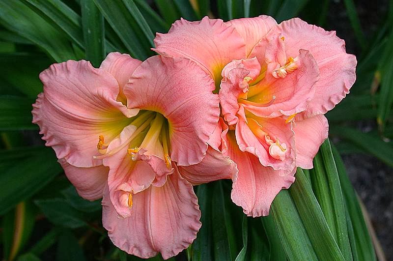 Golden Rayes Daylilies and Apiary
