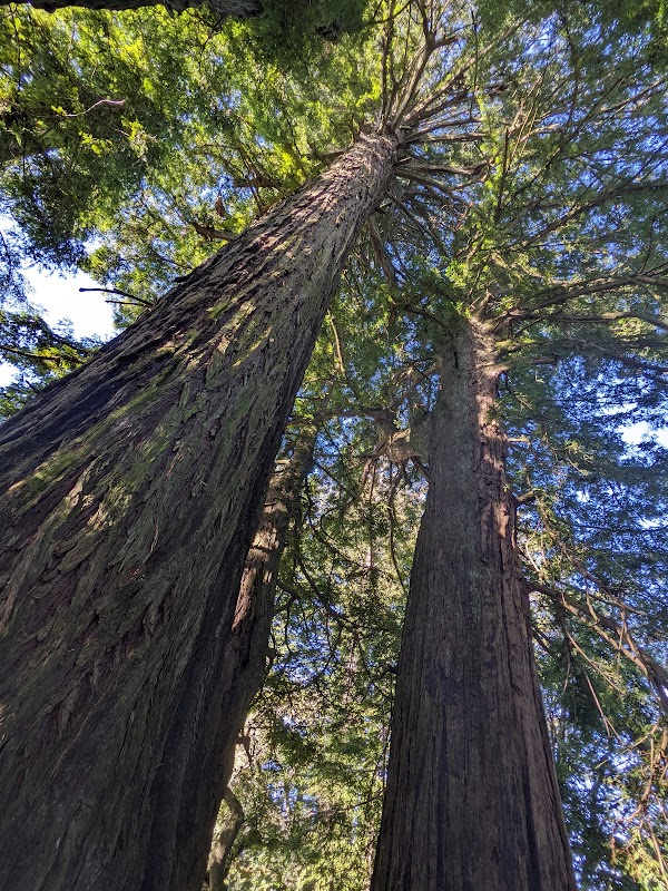 Big Trees Trail