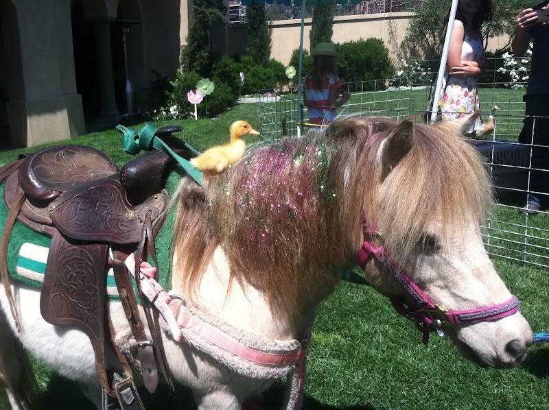 Patty's Ponies & Pets