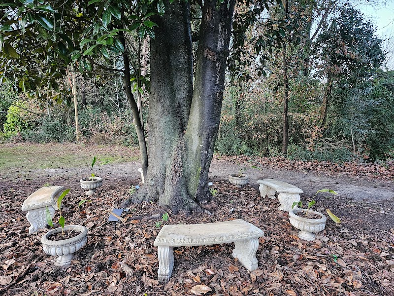 Augusta Wishing Tree