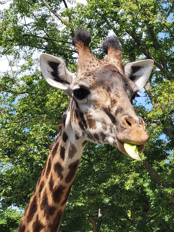 Nashville Zoo Giraffe House